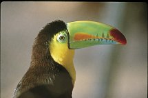 Best of Panama