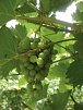 Mosel-Radweg - Der Klassiker