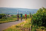 Pfälzer Weinsternfahrt