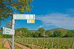 Pfälzer Weinsternfahrt