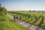 Pfälzer Weinsternfahrt