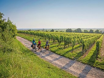 Pfälzer Weinsternfahrt