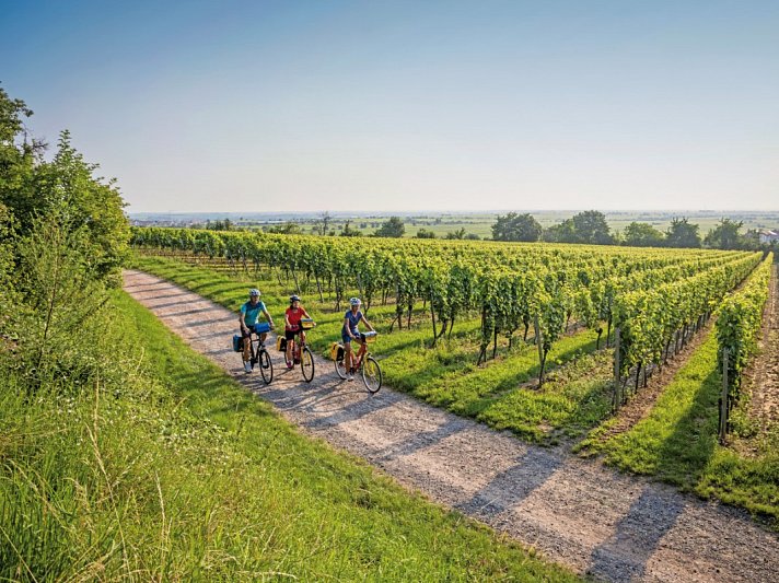Pfälzer Weinsternfahrt