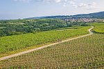 Pfälzer Weinsternfahrt