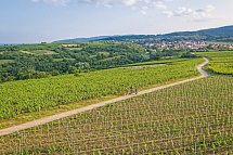 Pfälzer Weinsternfahrt