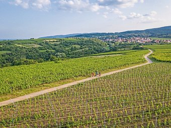 Pfälzer Weinsternfahrt
