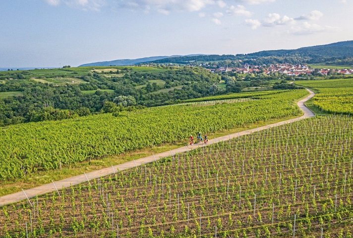 Pfälzer Weinsternfahrt