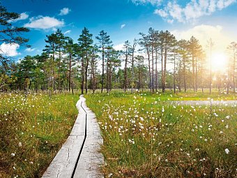 Städtezauber und Inselwelt - Laheema Nationalpark