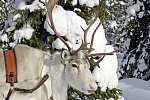 Winterspaß in Finnisch Lappland