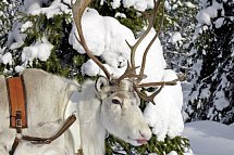 Winterspaß in Finnisch Lappland
