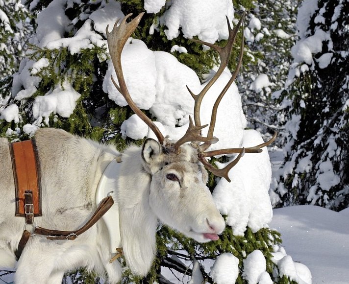 Winterspaß in Finnisch Lappland
