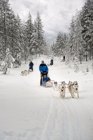 Winterspaß in Finnisch Lappland Premium - Husky-Safari