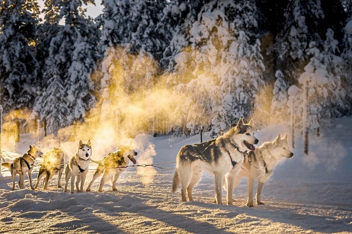 Winterspaß in Finnisch Lappland Premium