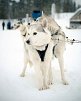Winterspaß in Finnisch Lappland Premium