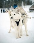 Winterspaß in Finnisch Lappland Premium