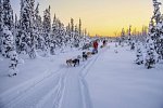 Lappland pur - Huskys, Rentiere & Nordlichter