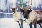 Lappland pur - Huskys, Rentiere & Nordlichter
