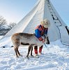 Lappland pur - Huskys, Rentiere & Nordlichter
