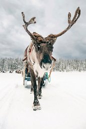 Lappland pur - Huskys, Rentiere & Nordlichter