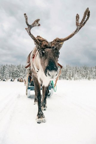 Lappland pur - Huskys, Rentiere & Nordlichter