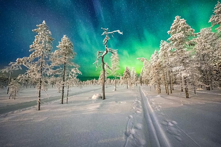 Lappland pur - Huskys, Rentiere & Nordlichter