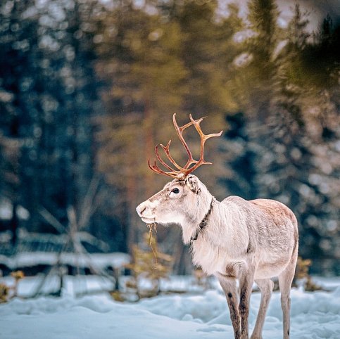 Winter-Auszeit im Sunday Morning Resort - Rentier