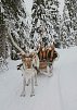 Winter-Faszination Finnland