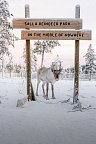 Winter-Faszination Finnland - Salla Rentierpark