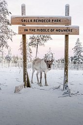 Winter-Faszination Finnland - Salla Rentierpark