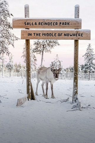 Winter-Faszination Finnland - Salla Rentierpark