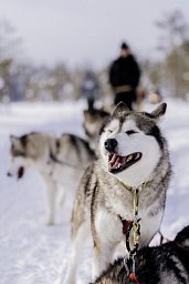 Polarkreismetropole Rovaniemi