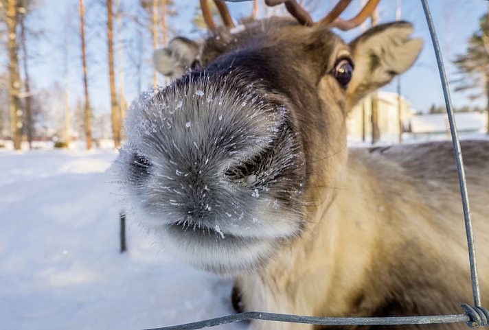 Polarkreismetropole Rovaniemi Vaattunki