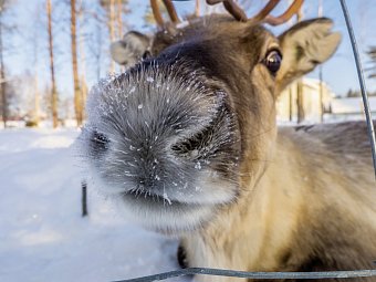 Polarkreismetropole Rovaniemi Vaattunki