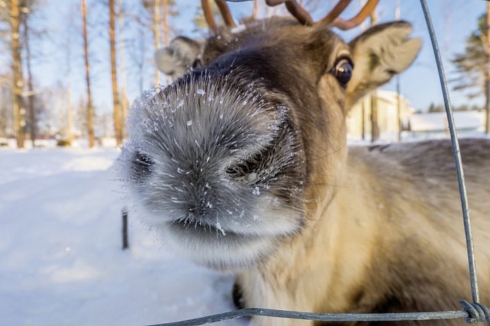 Polarkreismetropole Rovaniemi Vaattunki