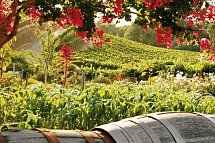 Naturschönheiten der Westküste - Sonoma