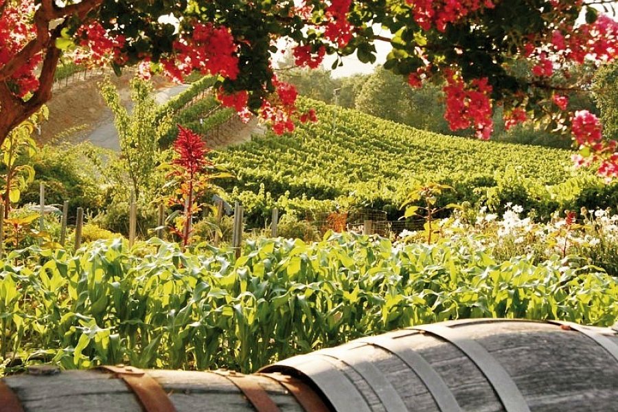 Naturschönheiten der Westküste - Sonoma