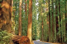 Naturschönheiten der Westküste - Redwood NP