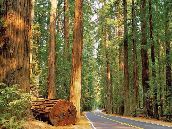 Naturschönheiten der Westküste - Redwood NP