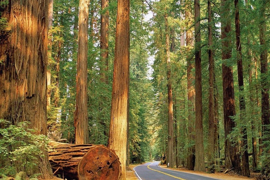 Naturschönheiten der Westküste - Redwood NP
