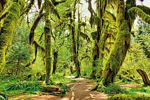 Naturschönheiten der Westküste - Hoh Rain Forest