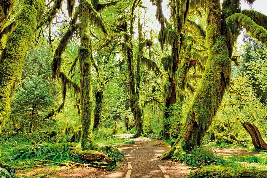 Naturschönheiten der Westküste - Hoh Rain Forest