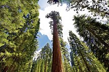 Naturschönheiten der Westküste - Mammutbaum, Yosemite Nationalpark
