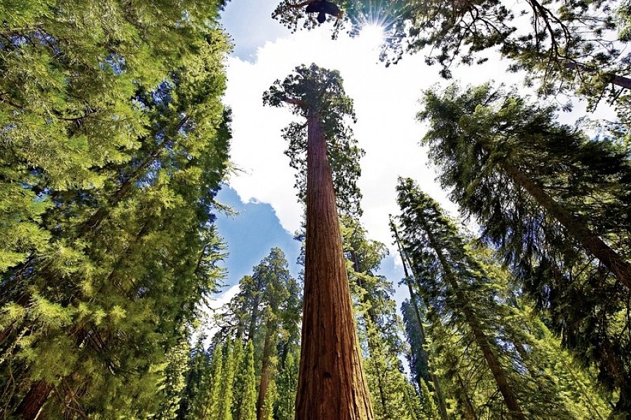 Naturschönheiten der Westküste - Mammutbaum, Yosemite Nationalpark