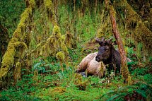 Naturschönheiten der Westküste - Hoh Regenwald im Olympic Nationalpark