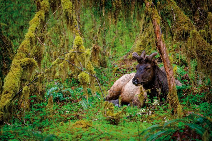 Naturschönheiten der Westküste - Hoh Regenwald im Olympic Nationalpark