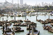 Naturschönheiten der Westküste - Fisherman's Wharf, San Francisco