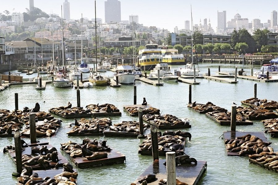 Naturschönheiten der Westküste - Fisherman's Wharf, San Francisco