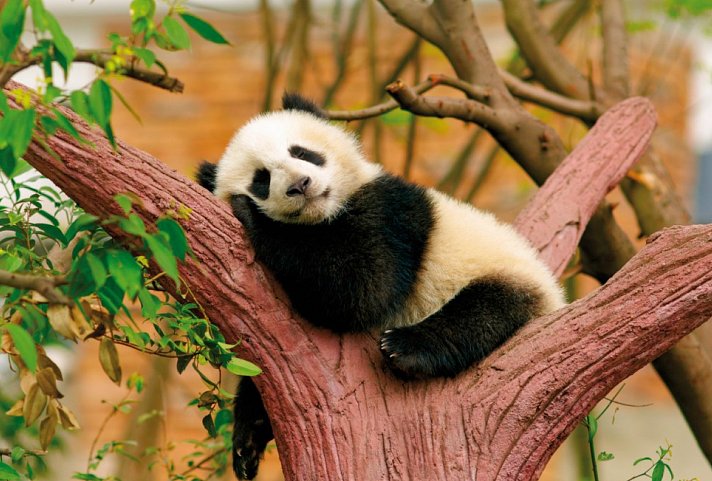 Per Bahn und Schiff durchs Reich der Mitte - Panda