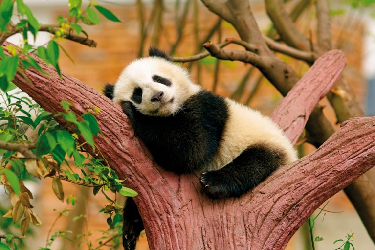Per Bahn und Schiff durchs Reich der Mitte - Panda