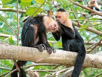 Nationalpark Cahuita